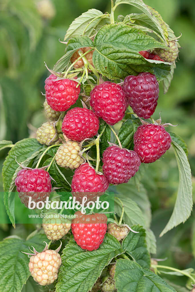 675362 - Himbeere (Rubus idaeus 'Little Sweet Sister')