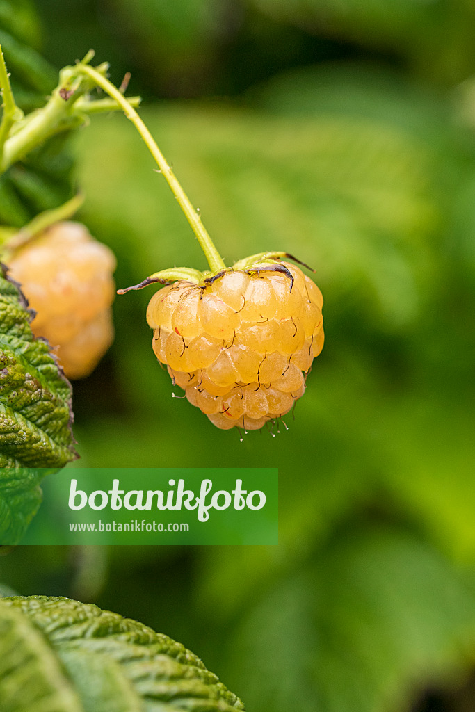 635155 - Himbeere (Rubus idaeus 'Twotimer Gelbe Sugana')