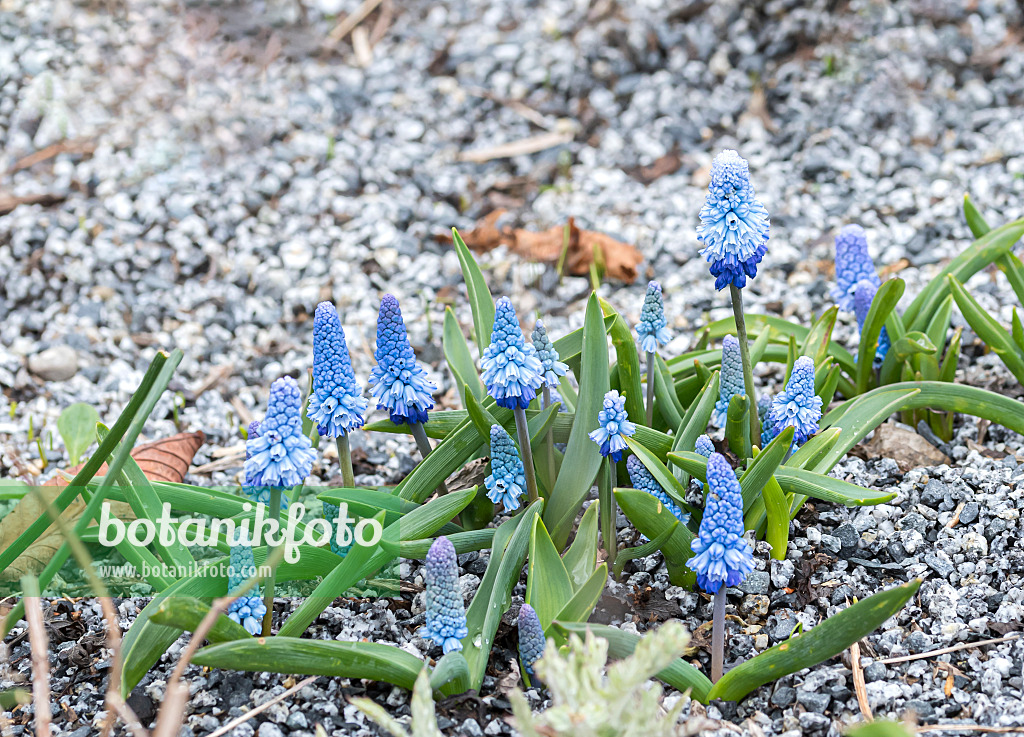 651402 - Himmelblaue Traubenhyazinthe (Muscari azureum)