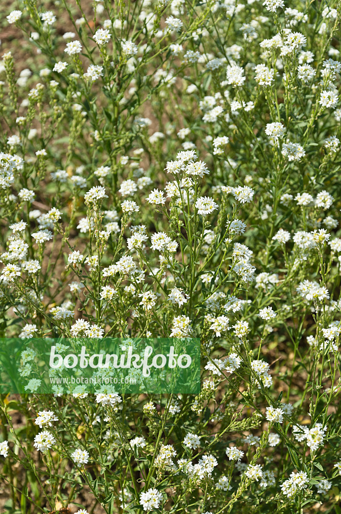 511143 - Hoary alyssum (Berteroa incana)