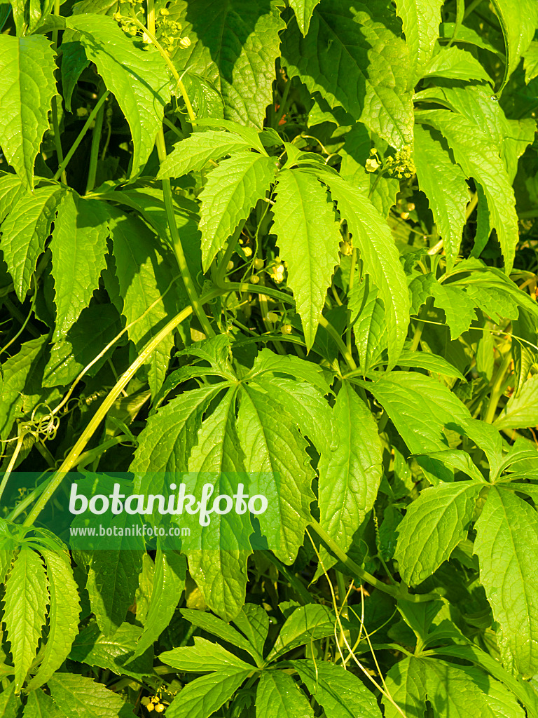 462188 - Hörnchenkürbis (Cyclanthera pedata)
