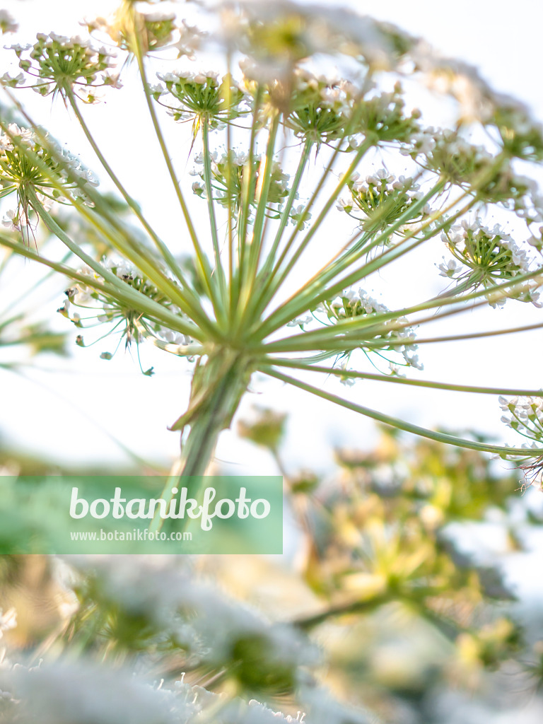 416019 - Hog's fennel (Peucedanum cervaria)