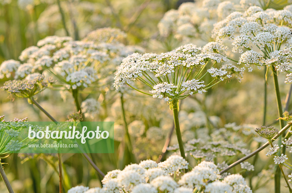 522113 - Hog's fennel (Peucedanum cervaria)