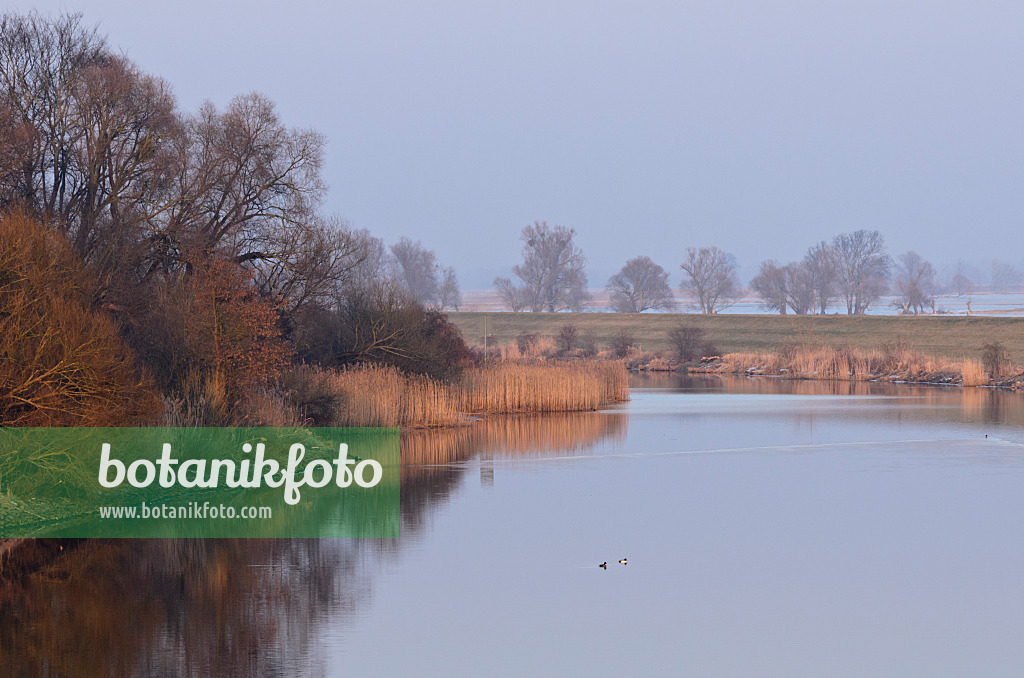 564260 - Hohensaaten-Friedrichsthaler Wasserstraße bei Criewen, Nationalpark Unteres Odertal, Deutschland