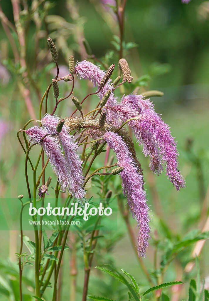 675367 - Hoher Wiesenknopf (Sanguisorba tenuifolia 'Pink Brushes')