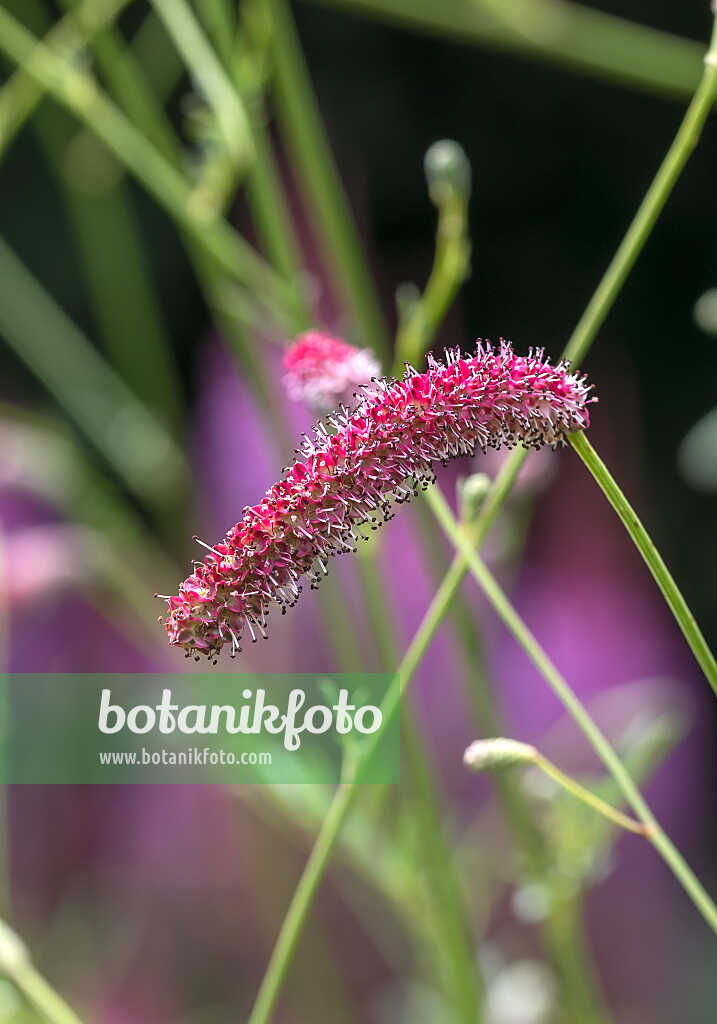 675366 - Hoher Wiesenknopf (Sanguisorba tenuifolia 'Scapino')