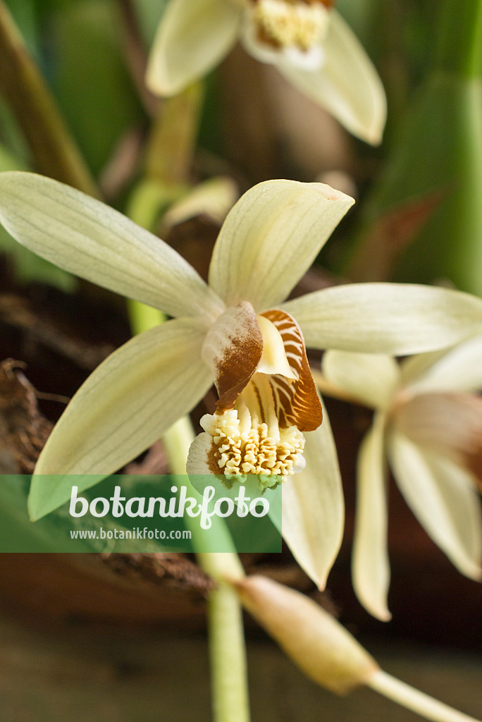 551007 - Hohlnarbe (Coelogyne tomentosa)