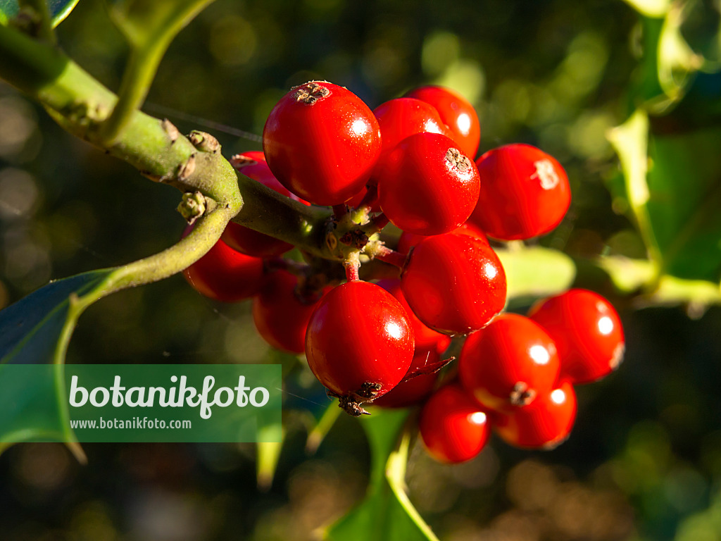 431027 - Holly (Ilex x altaclerensis)