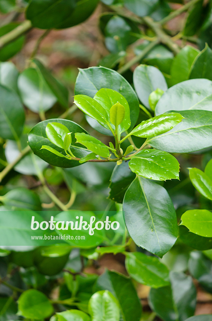 533546 - Holly (Ilex x altaclerensis 'Hodginsii')