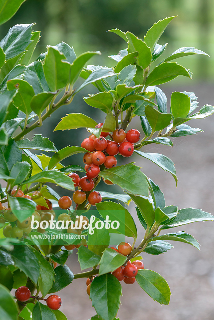 575127 - Holly (Ilex x meserveae 'Heckenfee')
