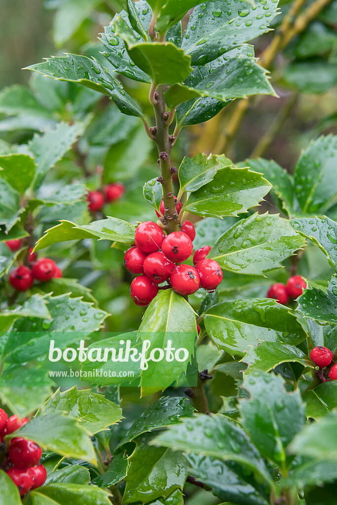 675176 - Holly (Ilex x meserveae 'Heckenfee')