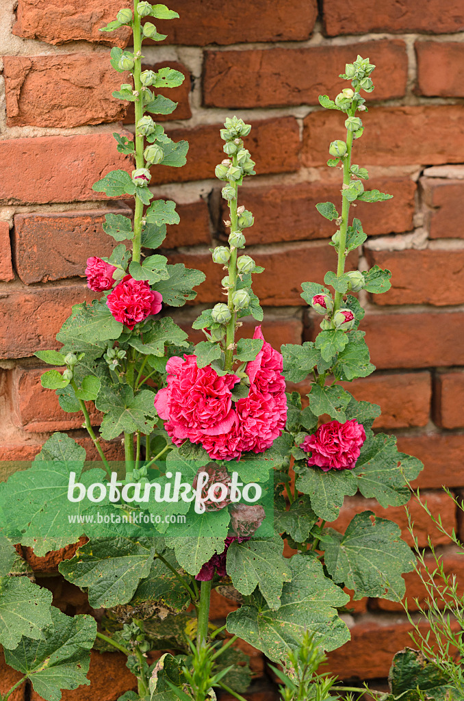 534225 - Hollyhock (Alcea)