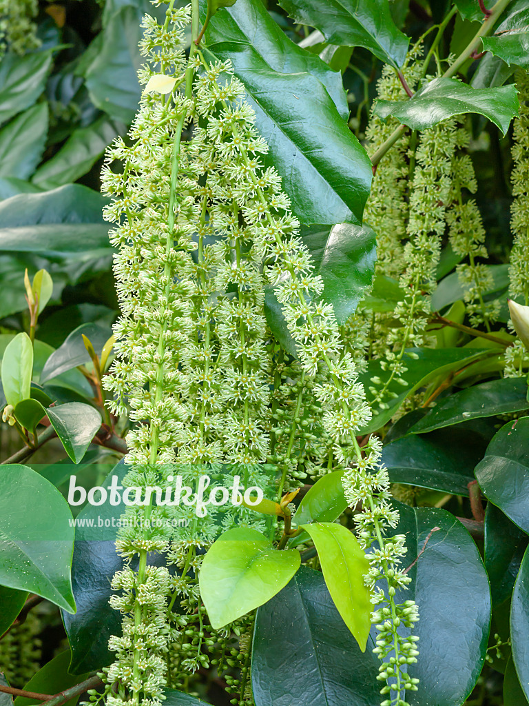 462065 - Hollyleaf sweetspire (Itea ilicifolia)