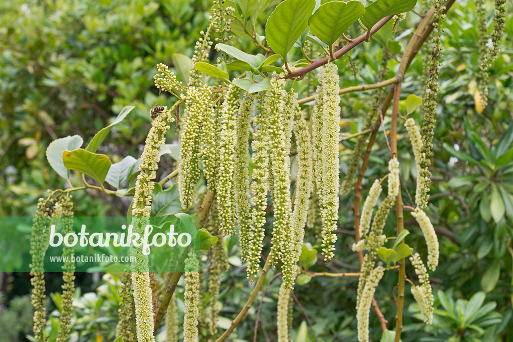 573058 - Hollyleaf sweetspire (Itea ilicifolia)