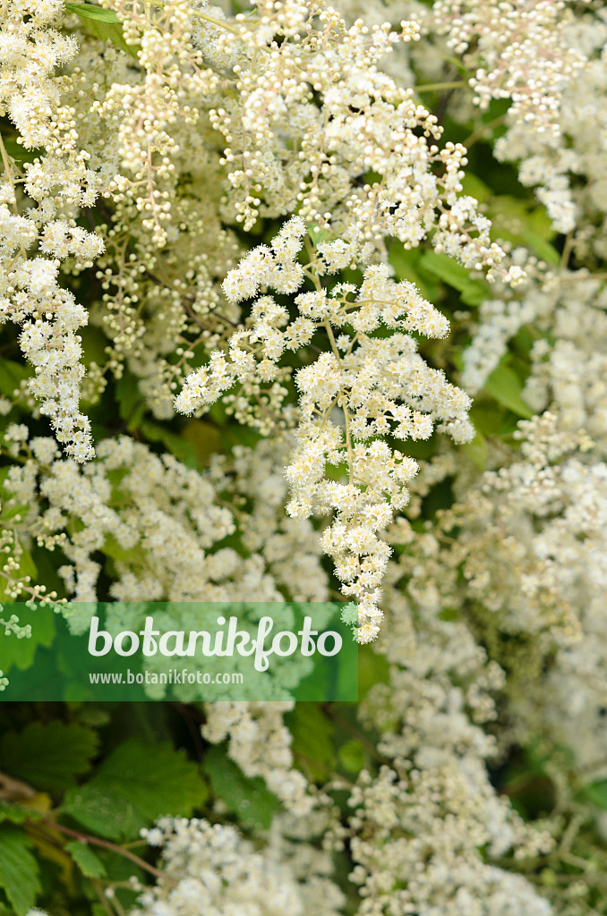 521419 - Holodisque discolore (Holodiscus discolor var. ariifolius)