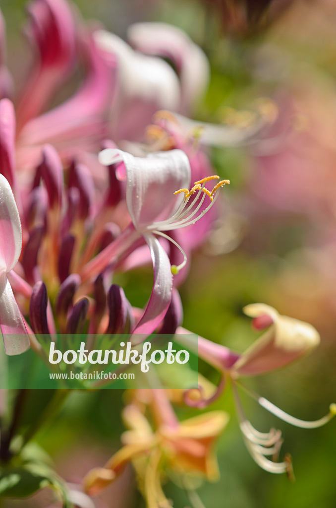 533067 - Honeysuckle (Lonicera)