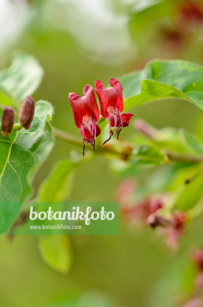 520073 - Honeysuckle (Lonicera tatsiensis)
