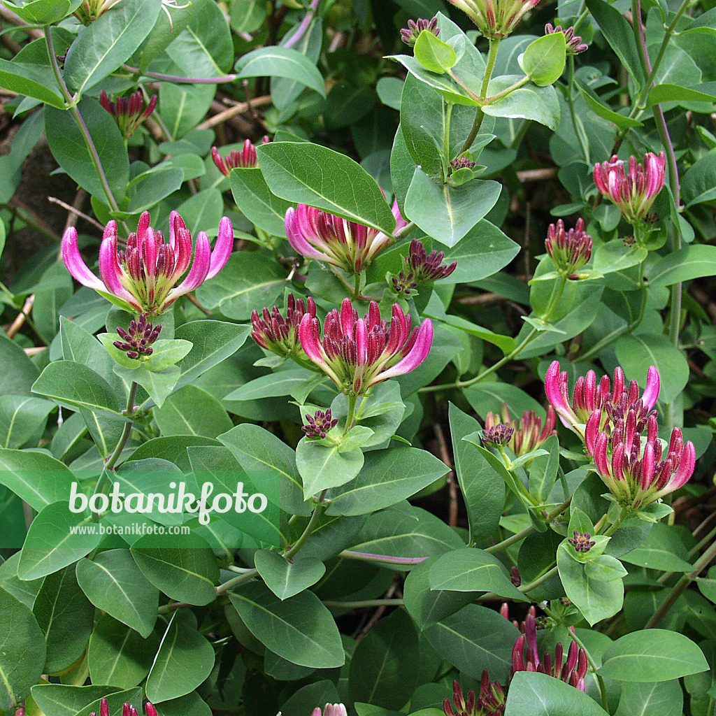 526114 - Honeysuckle (Lonicera x heckrottii)