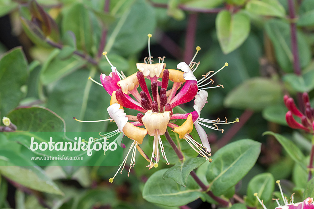 638156 - Honeysuckle (Lonicera x heckrottii)