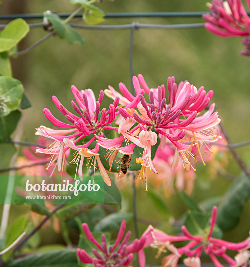 651377 - Honeysuckle (Lonicera x heckrottii 'Goldflame')