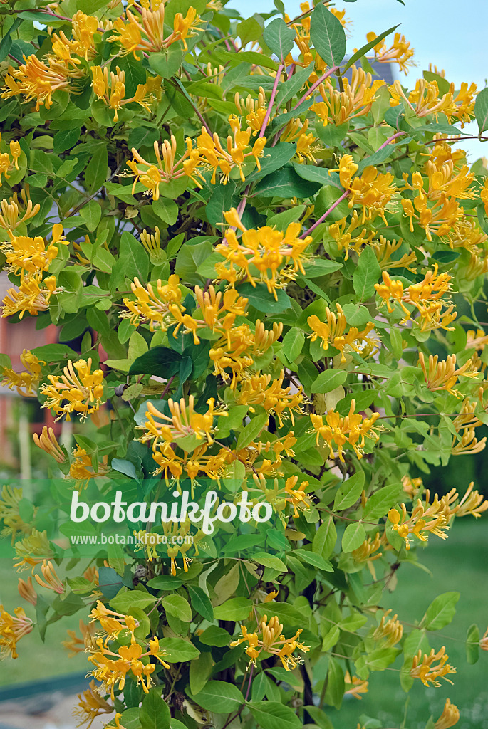 490090 - Honeysuckle (Lonicera x tellmanniana)