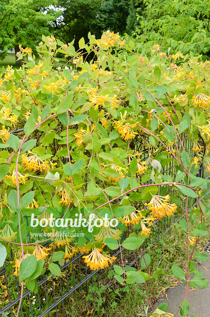 521202 - Honeysuckle (Lonicera x tellmanniana)