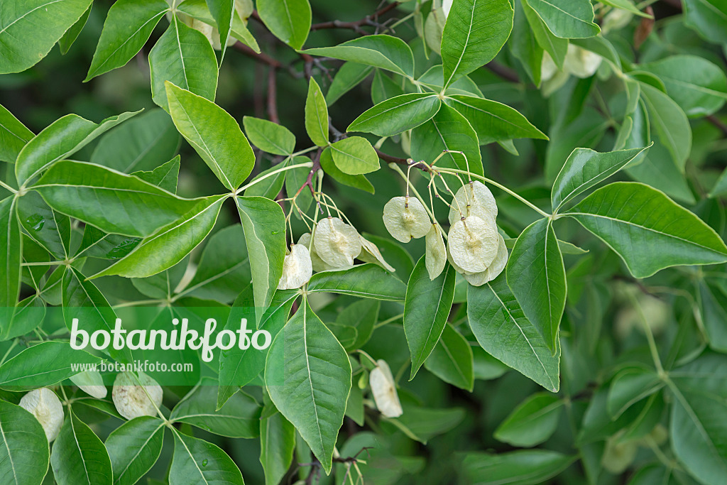 651453 - Hop tree (Ptelea trifoliata)