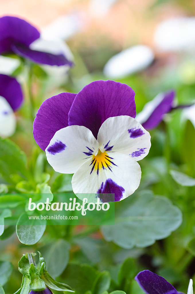 471126 - Horned pansy (Viola cornuta)