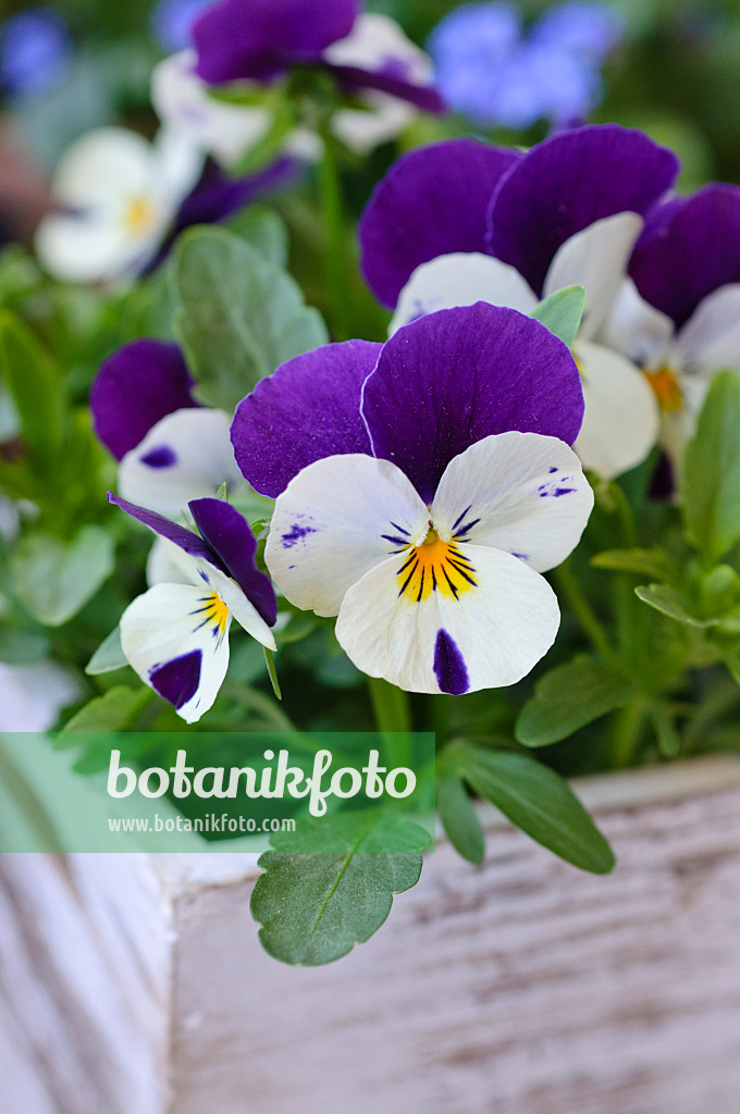 471145 - Horned pansy (Viola cornuta)