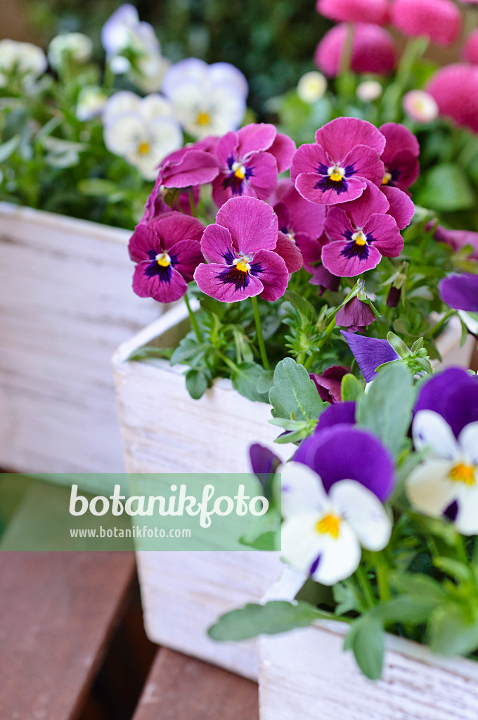 471146 - Horned pansy (Viola cornuta)
