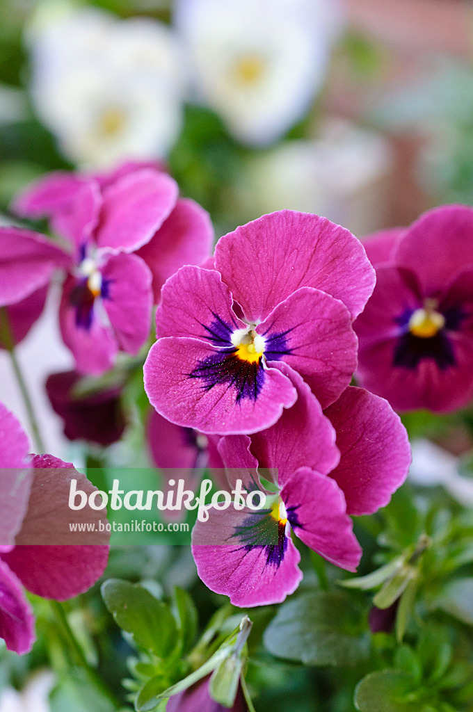 471147 - Horned pansy (Viola cornuta)
