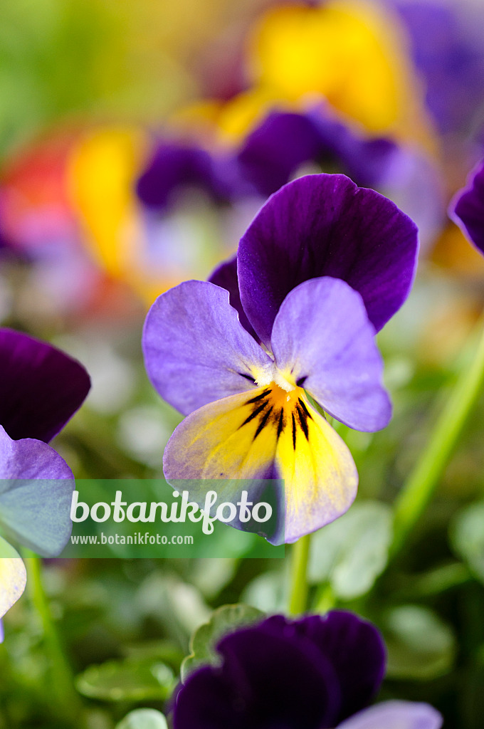 483089 - Horned pansy (Viola cornuta)