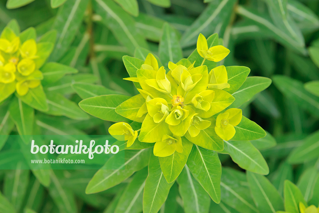 509166 - Horned spurge (Euphorbia cornigera 'Hoher Turm')