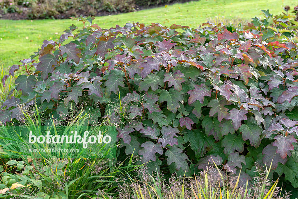 675169 - Hortensia à feuilles de chêne (Hydrangea quercifolia 'Burgundy')