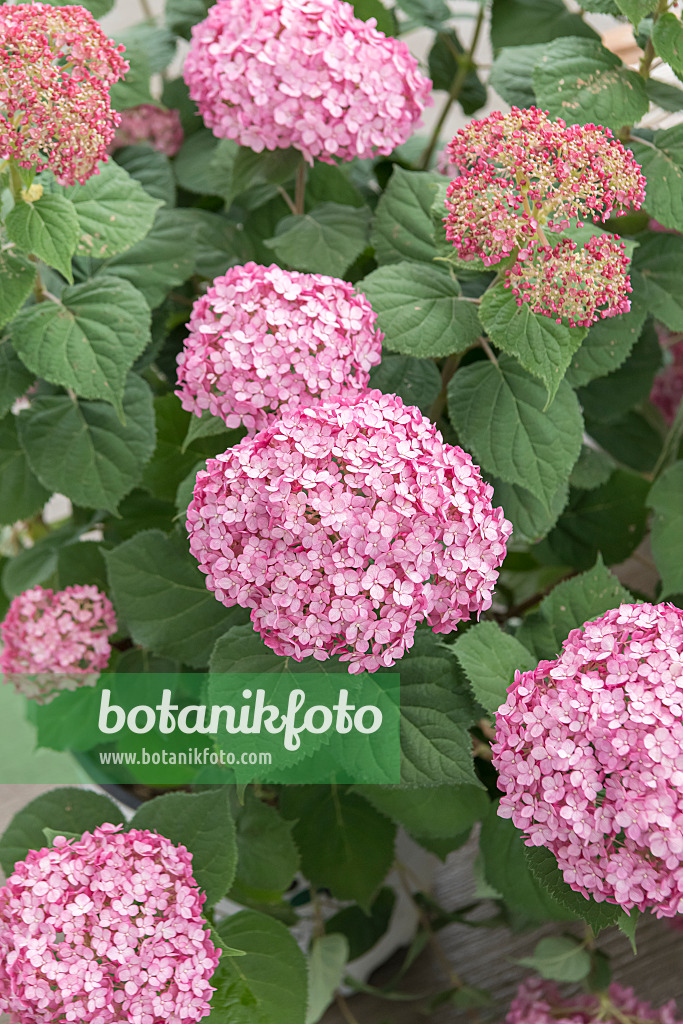 607101 - Hortensia de Virginie (Hydrangea arborescens 'Incrediball Blush')