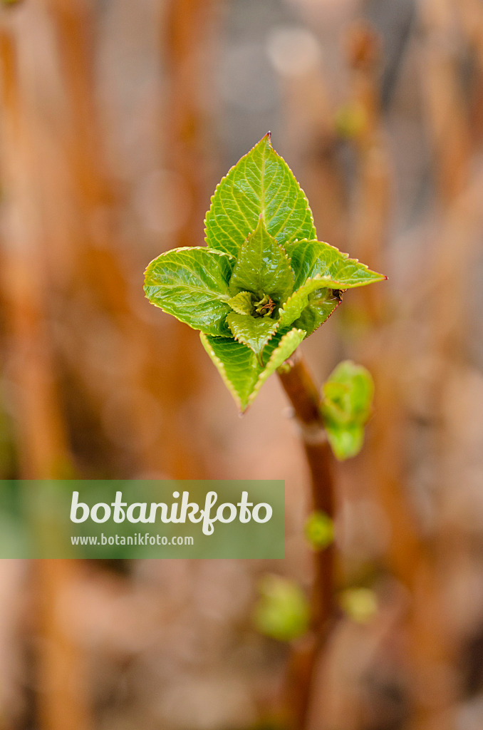 530027 - Hortensia (Hydrangea serrata)