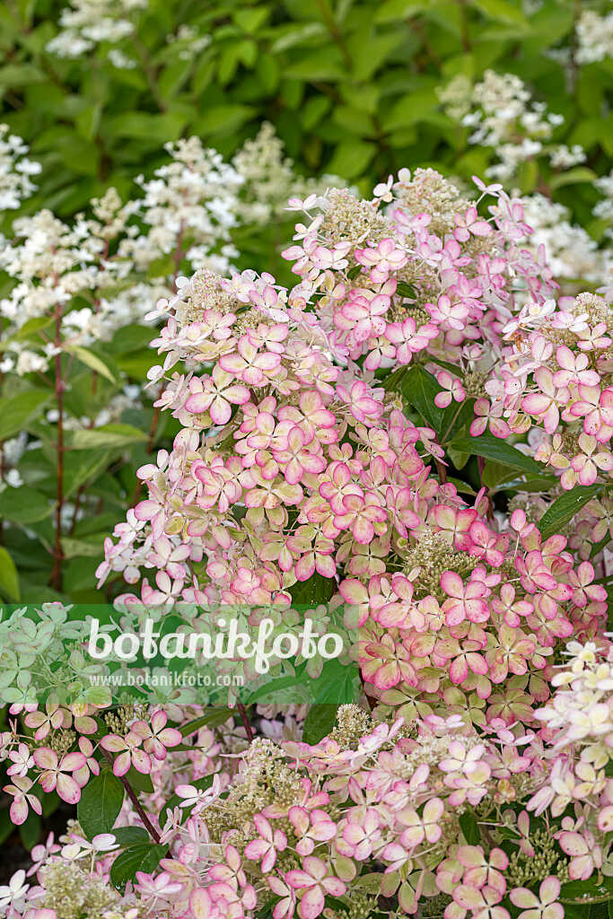 675085 - Hortensia paniculé (Hydrangea paniculata 'Lena')