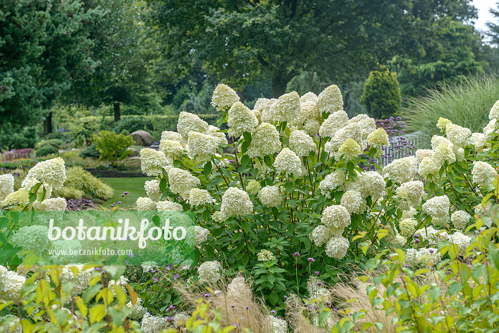 547158 - Hortensia paniculé (Hydrangea paniculata 'Limelight')