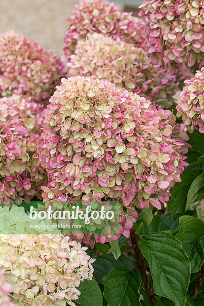 675109 - Hortensia paniculé (Hydrangea paniculata 'Little Lime')