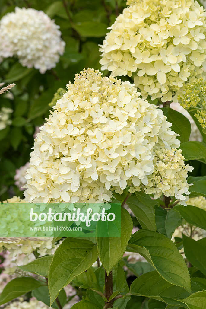 675111 - Hortensia paniculé (Hydrangea paniculata 'Little Lime')