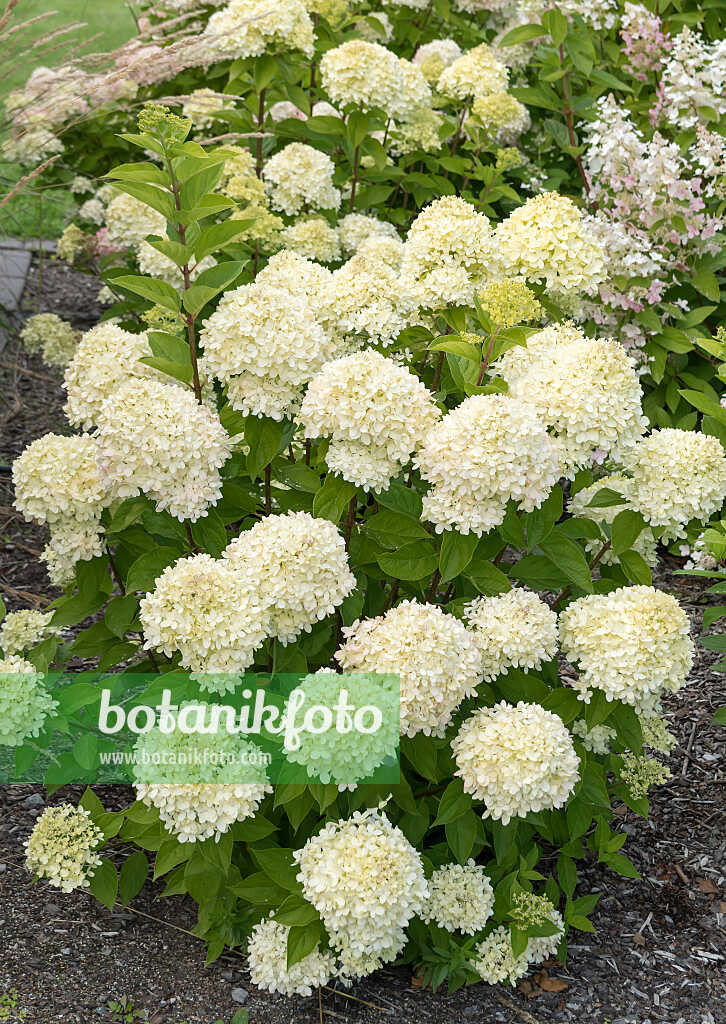 675112 - Hortensia paniculé (Hydrangea paniculata 'Little Lime')