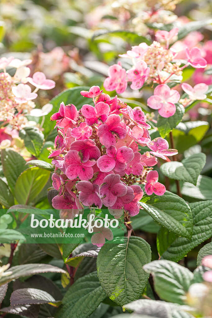 675113 - Hortensia paniculé (Hydrangea paniculata 'Little Quick Fire')