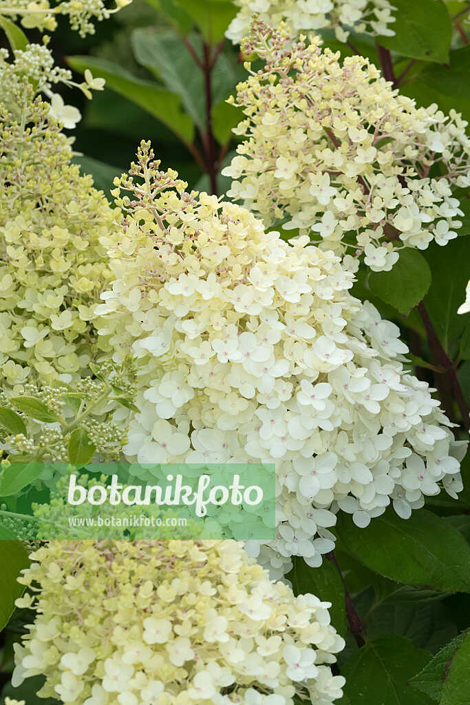 675116 - Hortensia paniculé (Hydrangea paniculata 'Living Colourful Cocktail')