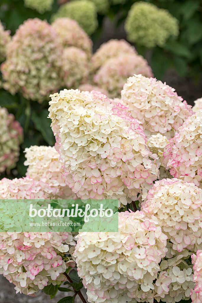 675123 - Hortensia paniculé (Hydrangea paniculata 'Living Little Rosy')