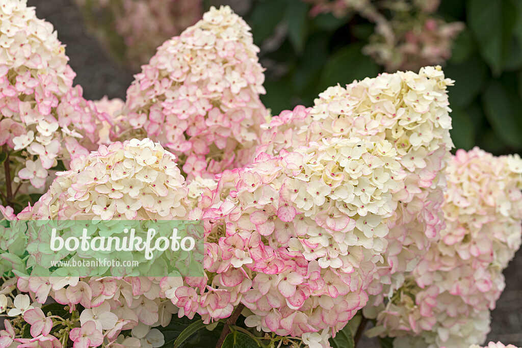 675125 - Hortensia paniculé (Hydrangea paniculata 'Living Little Rosy')