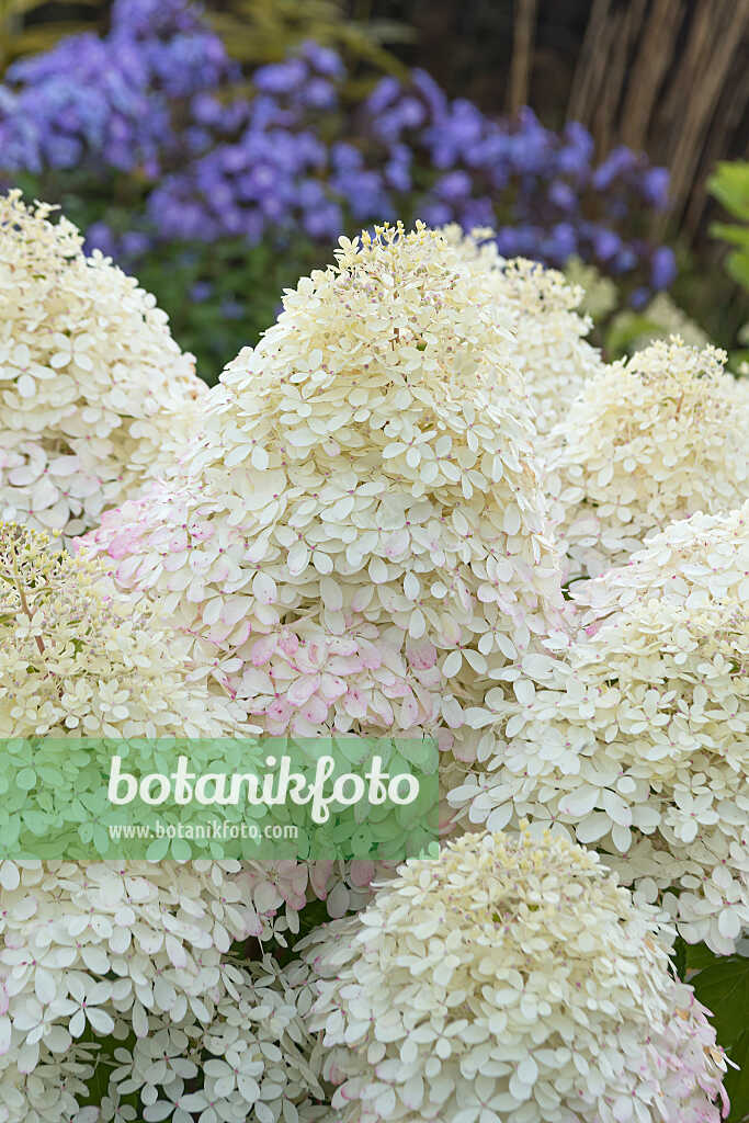 675131 - Hortensia paniculé (Hydrangea paniculata 'Living Royal Flower')