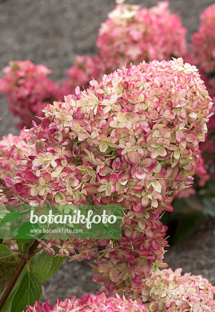 675134 - Hortensia paniculé (Hydrangea paniculata 'Living Royal Flower')