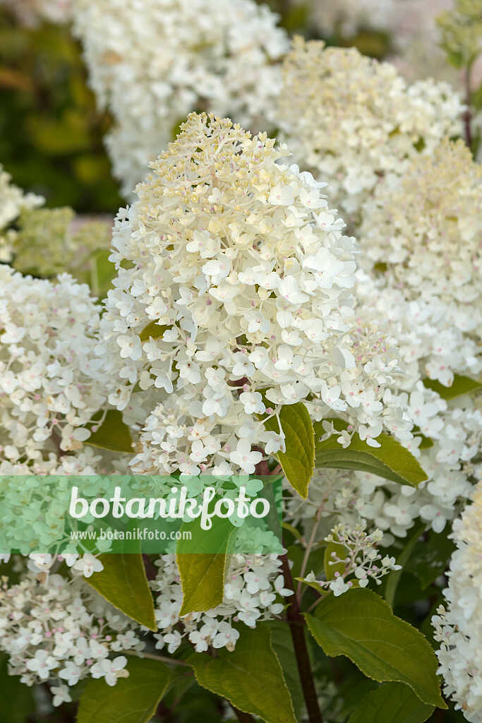 675137 - Hortensia paniculé (Hydrangea paniculata 'Living Sugar Rush')
