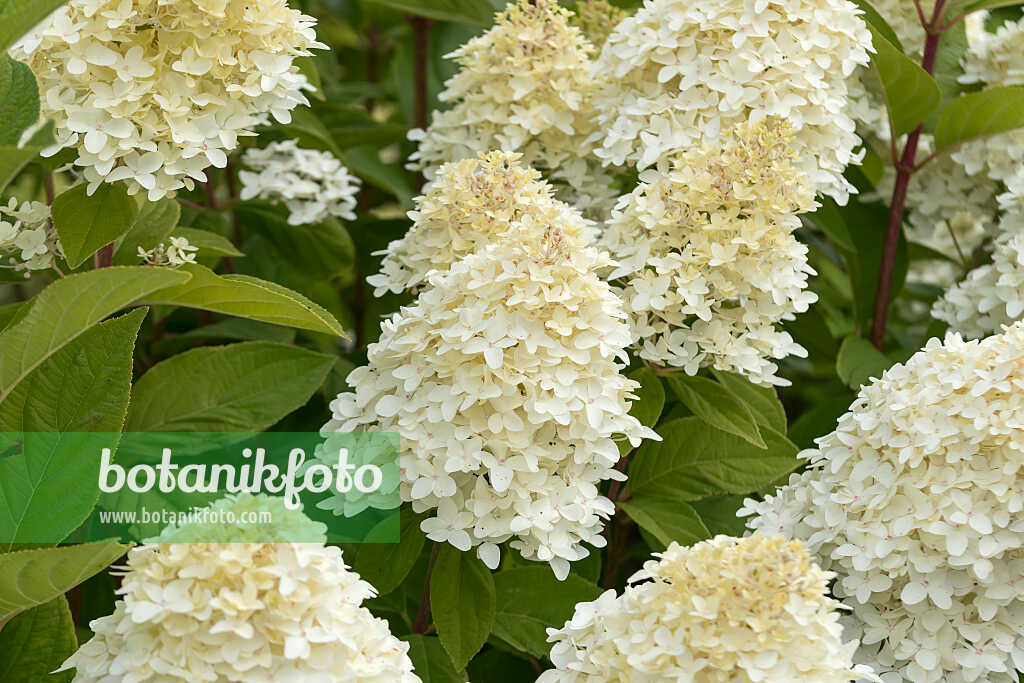 675140 - Hortensia paniculé (Hydrangea paniculata 'Magical Candle')