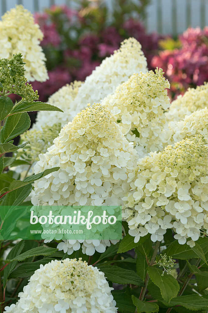 675143 - Hortensia paniculé (Hydrangea paniculata 'Magical Matterhorn')